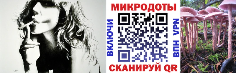 наркошоп  Кизляр  Псилоцибиновые грибы Psilocybe 
